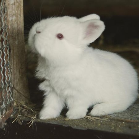 Tatarska Zagroda - Agroturystyka Dolina Baryczy Noclegi - Domek Jelonek Krosnice Esterno foto