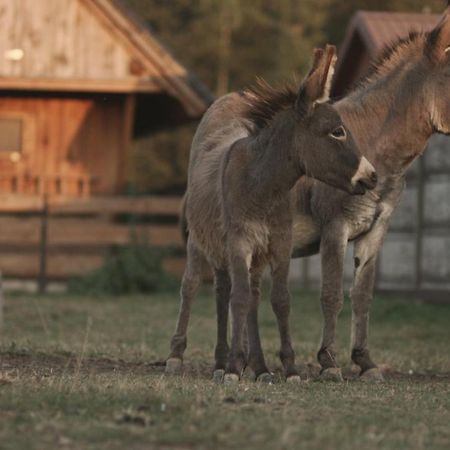 Tatarska Zagroda - Agroturystyka Dolina Baryczy Noclegi - Domek Jelonek Krosnice Esterno foto