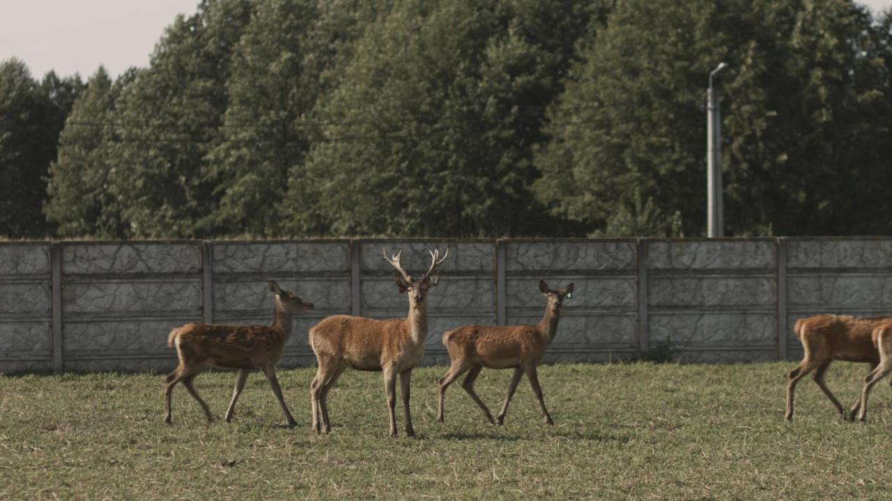 Tatarska Zagroda - Agroturystyka Dolina Baryczy Noclegi - Domek Jelonek Krosnice Esterno foto