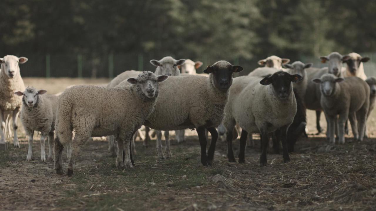 Tatarska Zagroda - Agroturystyka Dolina Baryczy Noclegi - Domek Jelonek Krosnice Esterno foto