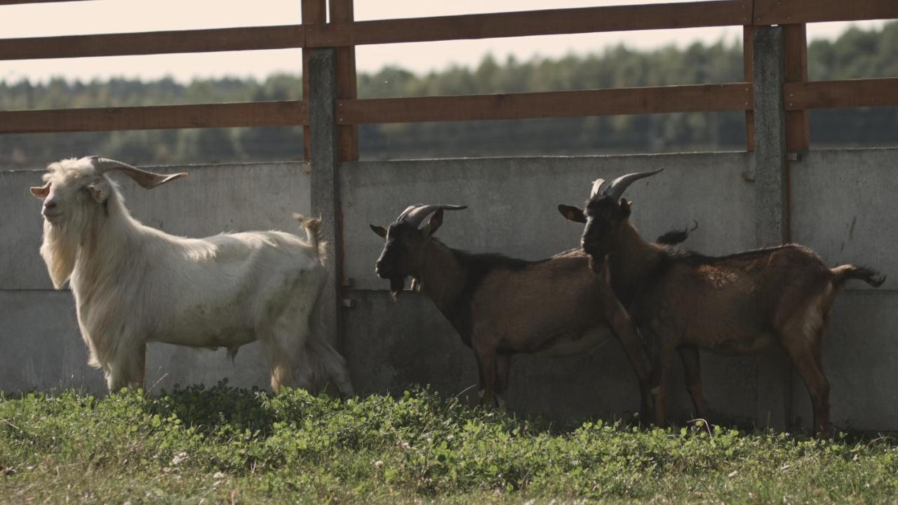 Tatarska Zagroda - Agroturystyka Dolina Baryczy Noclegi - Domek Jelonek Krosnice Esterno foto